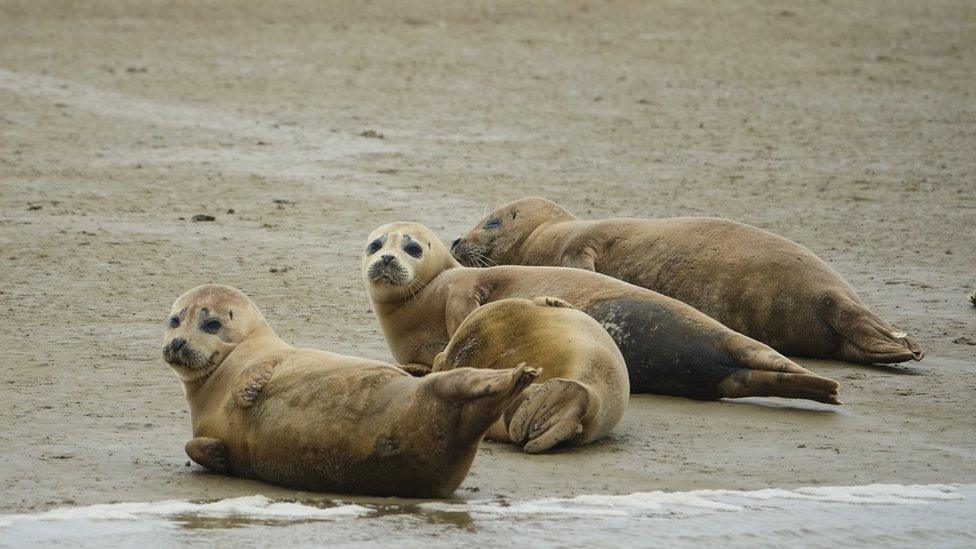 Seals-by-the-Thames.