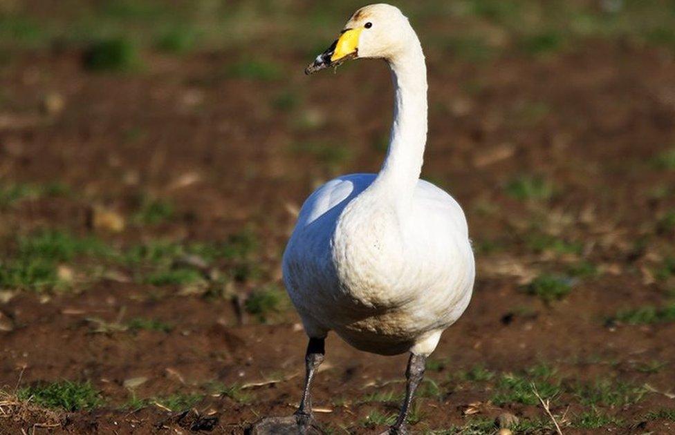 Whooper swans