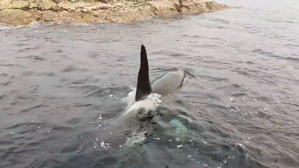 Bull killer whale