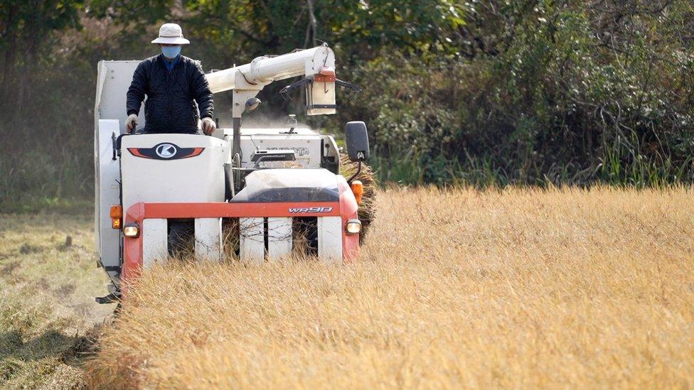 SK harvest