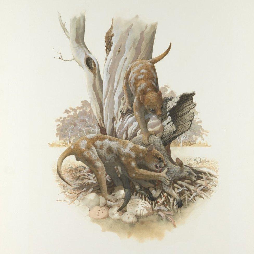 An artist's illustration of Thylacoleo carnifex, Australia's marsupial lion