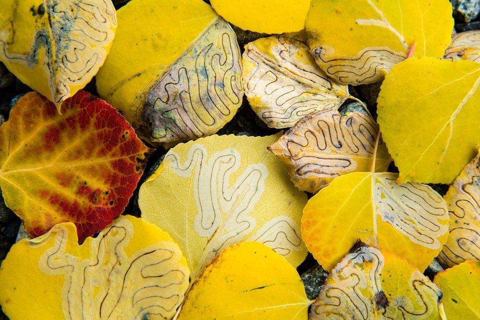 The forests of the North are beautiful in autumn, with the variety of colours of the trees. A little larvae is an autumnal surprise in the northern woods of Alaska and Yukon. The feeding behaviour of aspen leaf miner (Phyllocnistis populiella) larvae, on the leaves of aspen (Populus tremuloides), make interesting patterns, with intricate trails on every leaf. The floor of the yellow forest becomes a new world to enjoy nature.