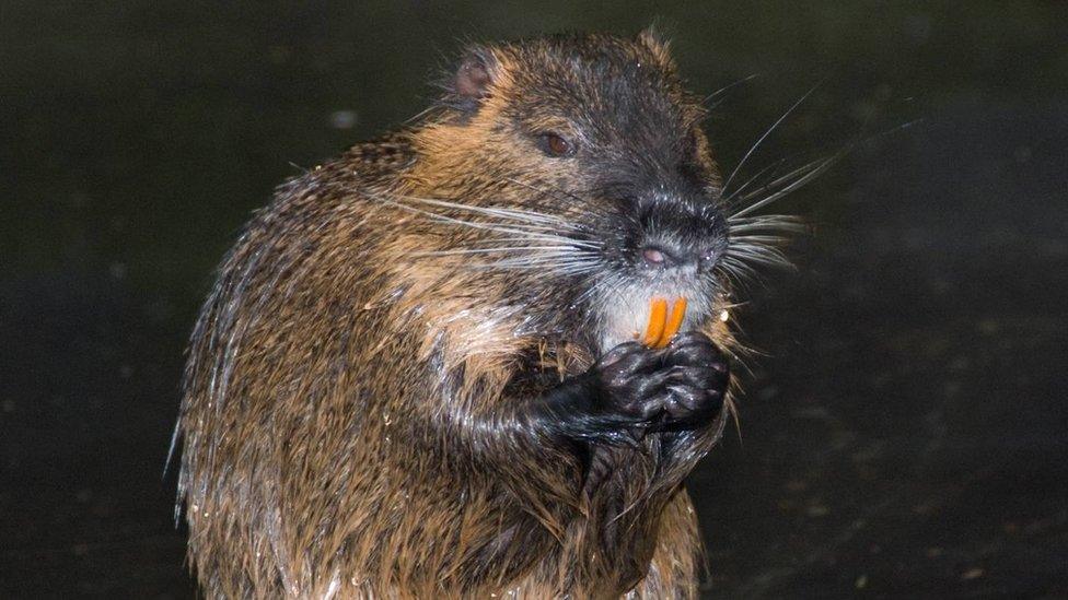 Coypu