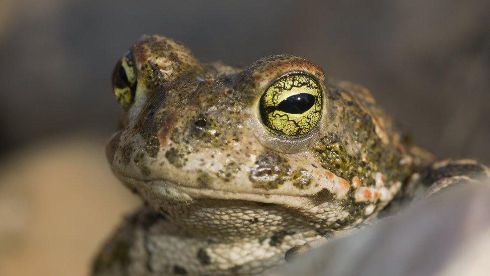 Stock image of a natterjack toad