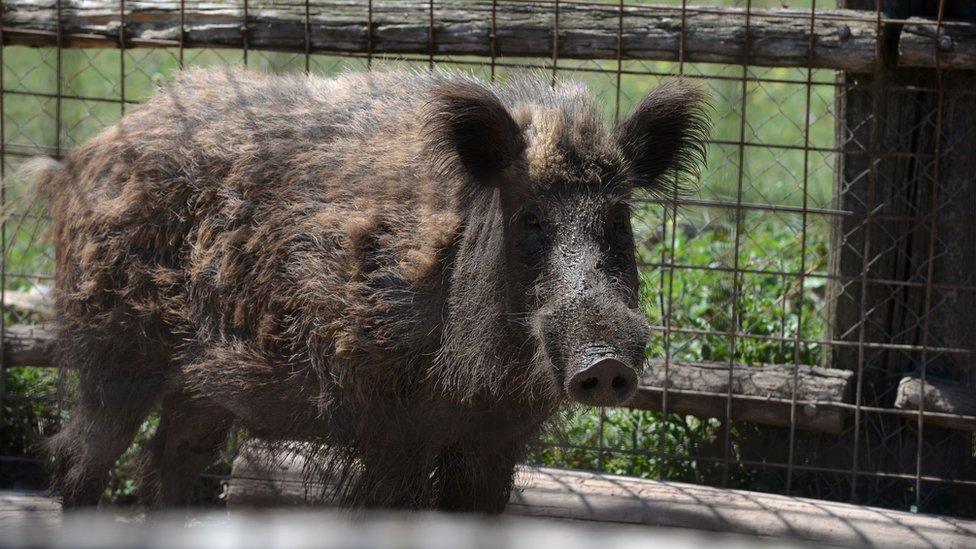 File image of wild boar in Italy