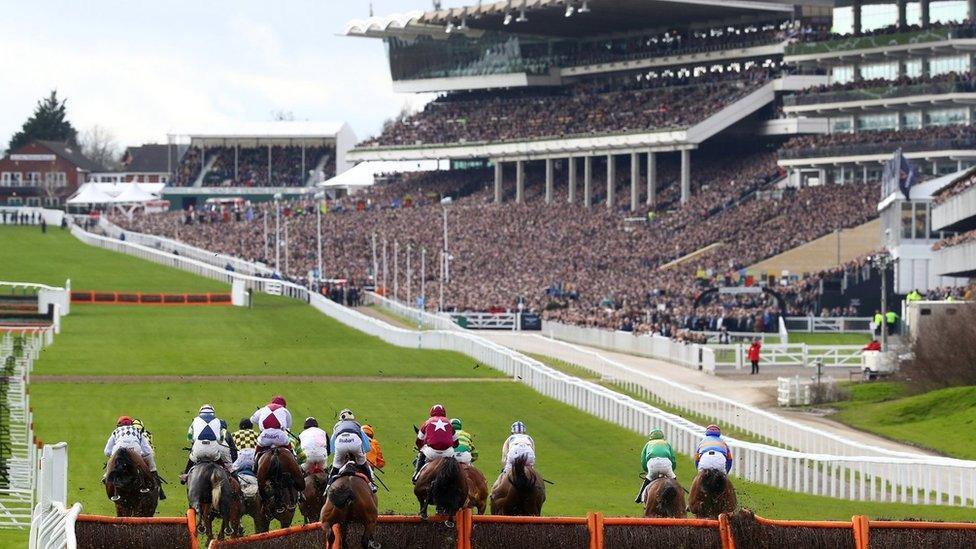 Horses and jockeys race down the final straight at Cheltenham, with packed grandstands in the background