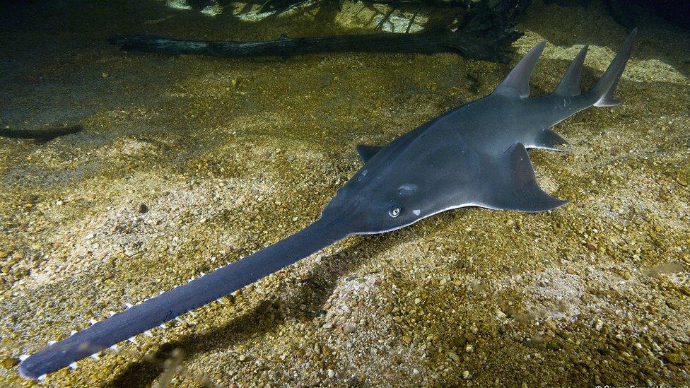 Largetooth sawfish