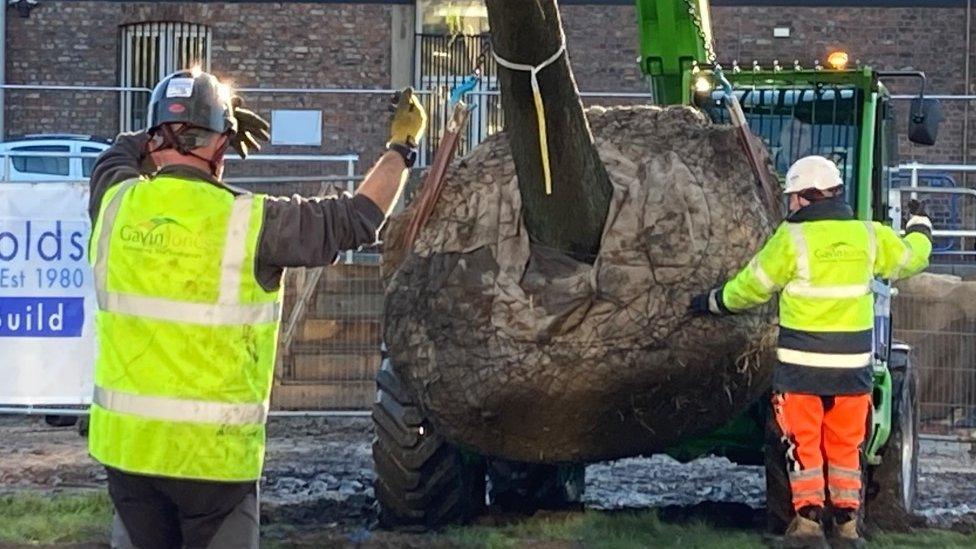 A tree being lowered into position at Queens Gardens