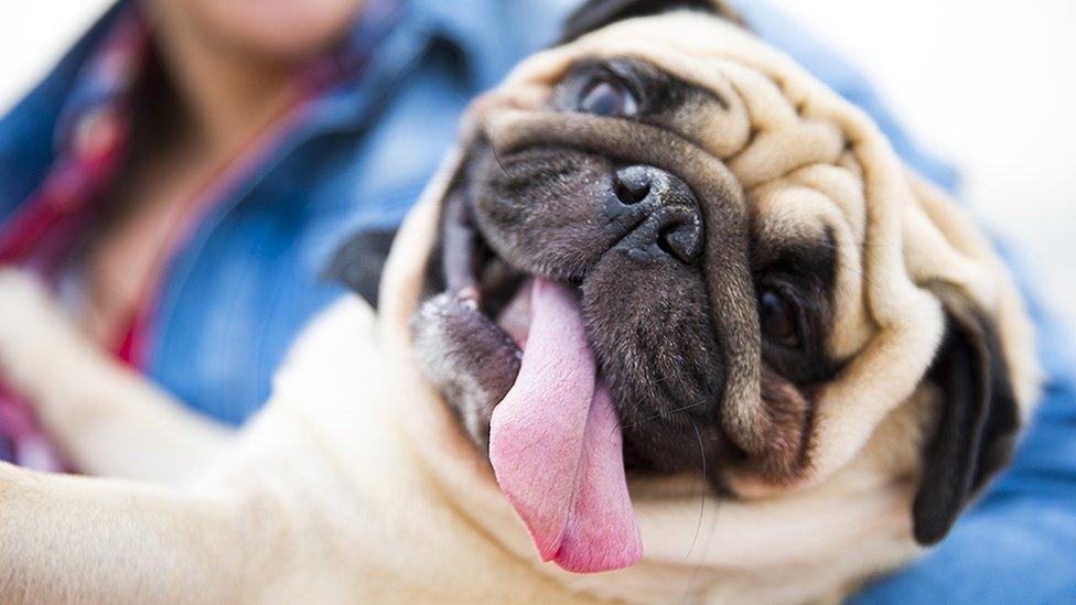 Pub with tongue out