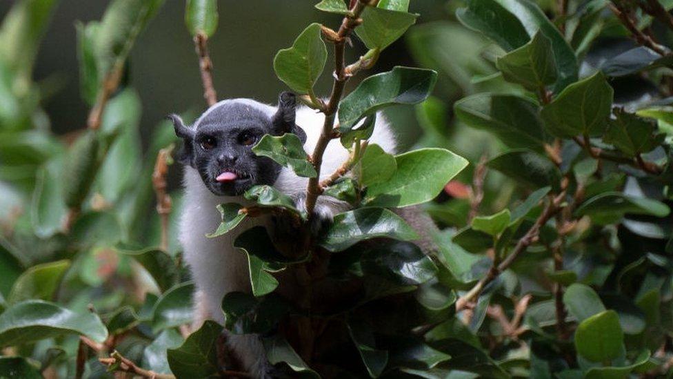 pied tamarin monkey, sticking its tongue out