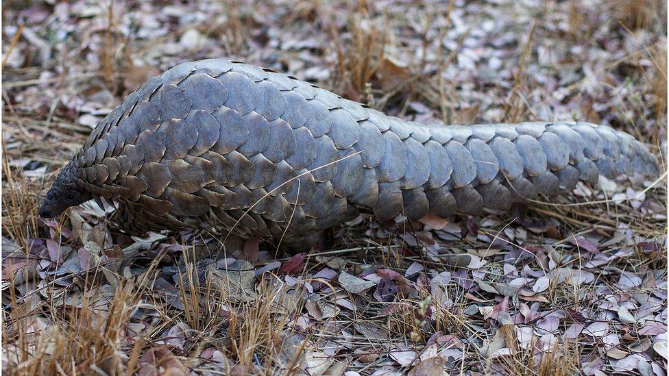 A pangolin in the wild