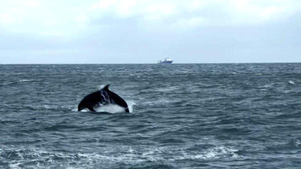 Dolphin off Aberdeen