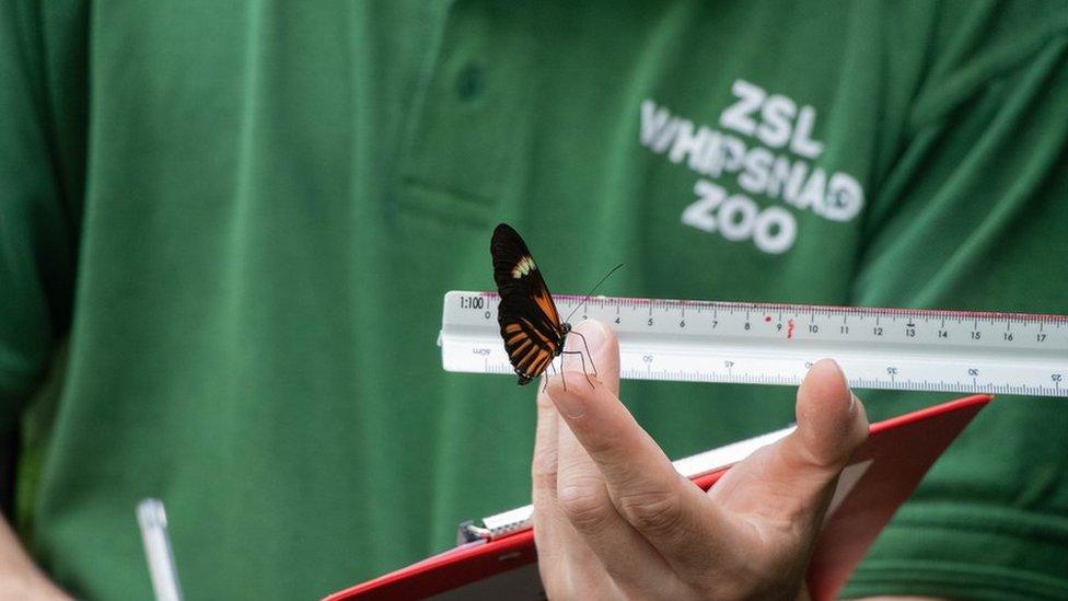 Postman butterfly with keeper: Thomas Maunders