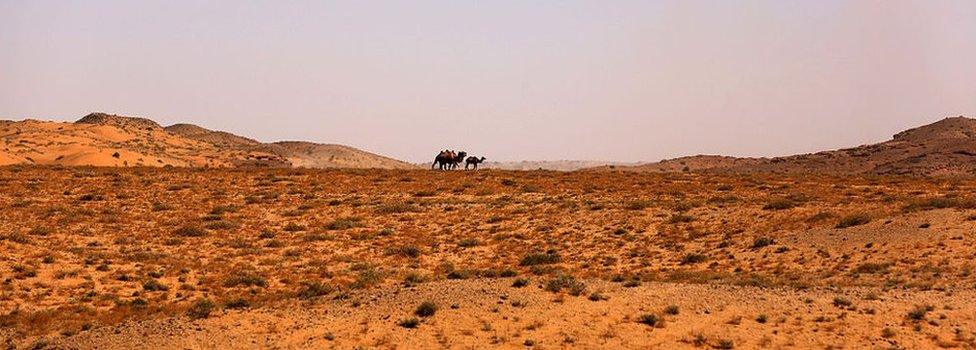 Camels walk in Inner Mongolia's Gobi desert on July 22, 2016