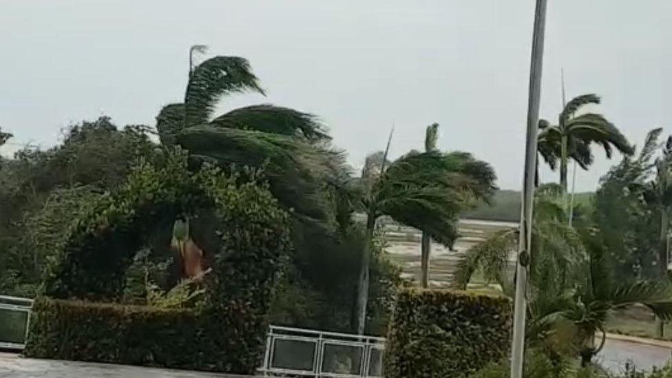 Trees in Varadero