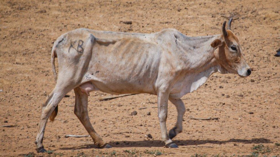 A cow, gaunt due to hunger and thirst, walks to a river in Kenya