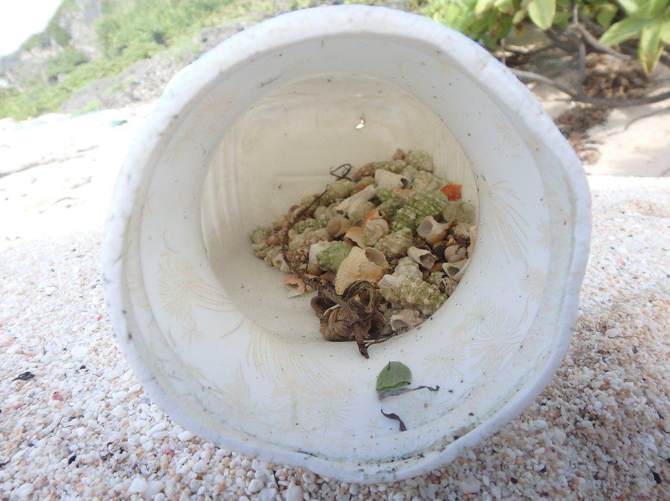 A pile of hermit crabs shells in container