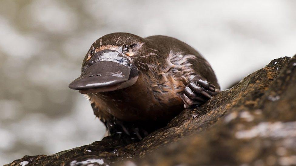 Platypus