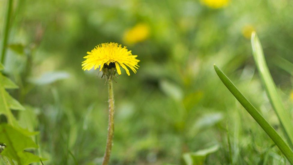 Dandelion in field