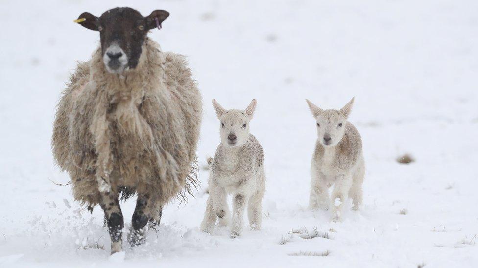 Lambs at Allendale in Northumberland, in snowy conditions