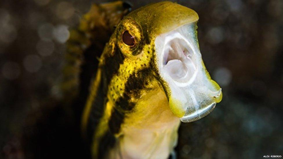 A fang blenny bears its teeth (c) Alex Ribeiro