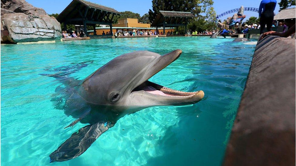 Dolphin at SeaWorld