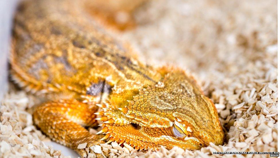 Sleeping dragon (Pogona vitticeps)