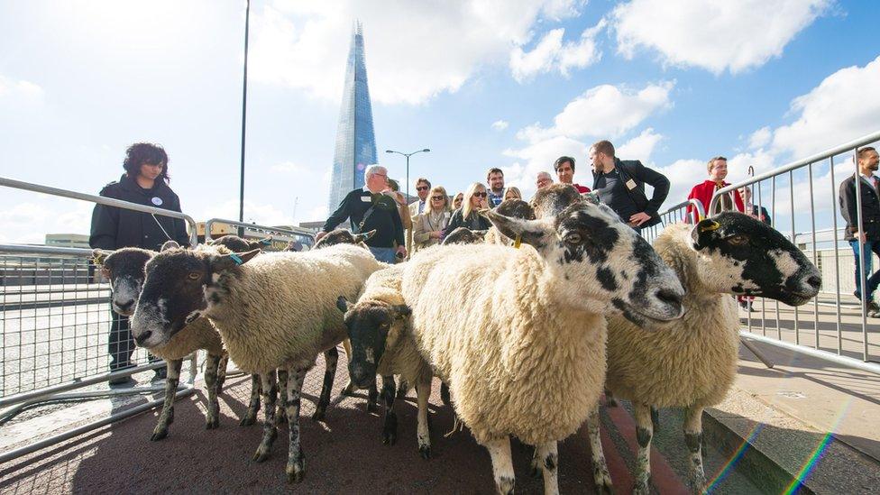 Sheep herded across London Bridge