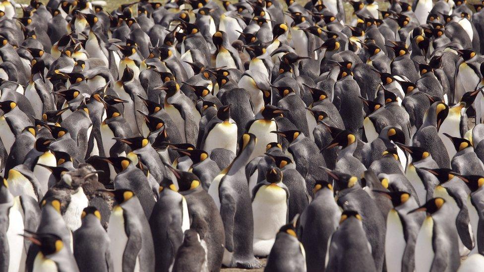 King Penguins