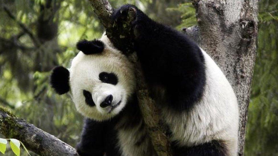 panda-climbing