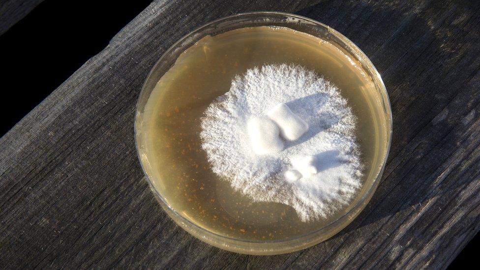 Mycelium growing in a petri dish