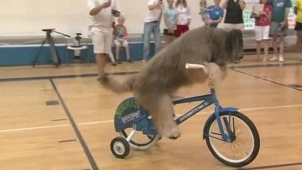 Norman the French sheepdog rides on a bicycle