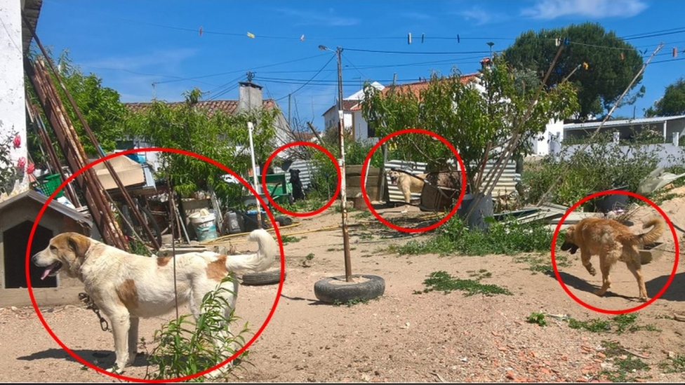 Four dogs chained up in Portugal