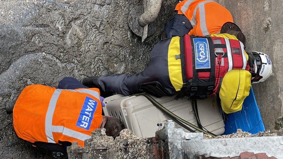 Otter being rescued