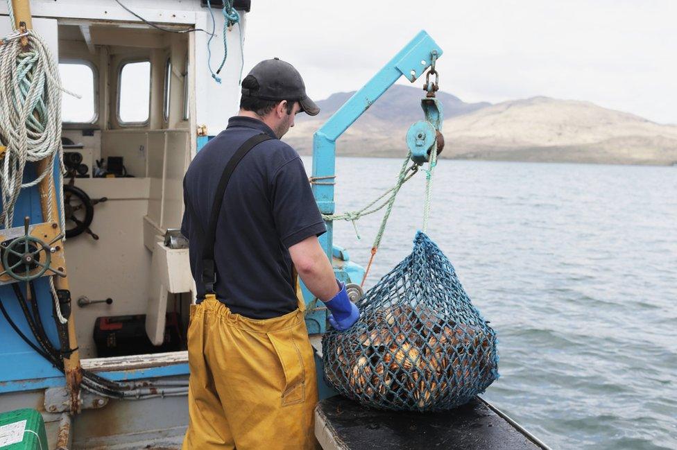 scallop fisherman at work