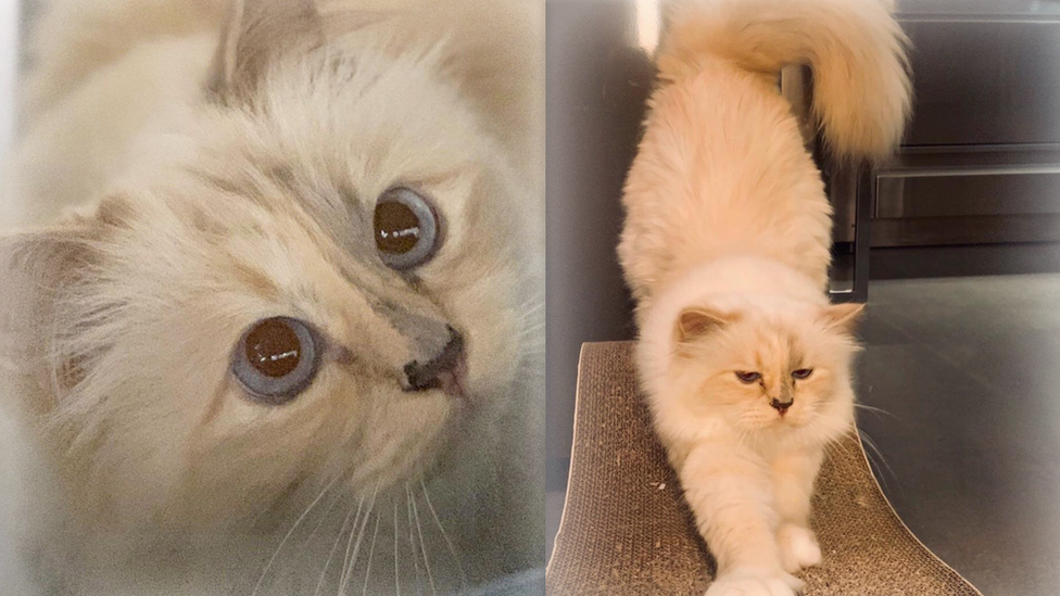 Choupette is fashion designer, Karl Lagerfeld's cat.