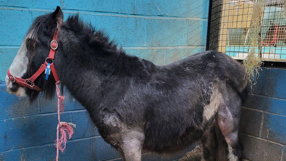 A mostly black pony with a white forehead and nose. It is standing side on in a stable. The tops of its legs can be seen and it is missing its coat on those parts. 