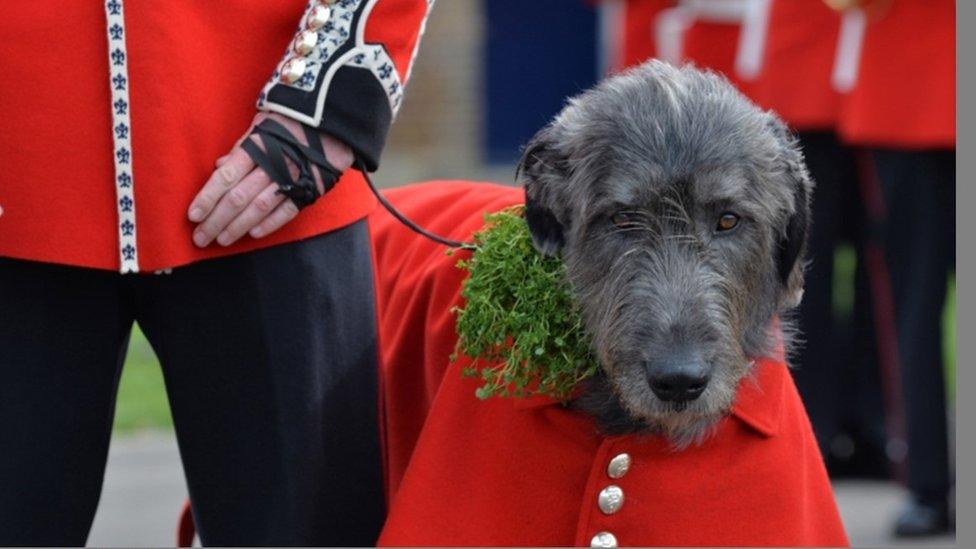 Irish wolfhound, Domhnall, the mascot of the Irish Guards, wore his coat and shamrock during the visit of the Duke and Duchess of Cambridge