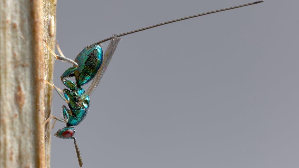 Torymus Erucarum wasp with long ovipositor