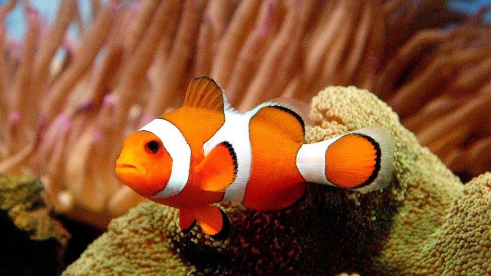 Clownfish