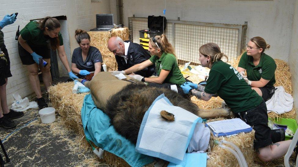 A team of vets and zookeepers made sure Bhanu was safe and comfortable throughout the procedure