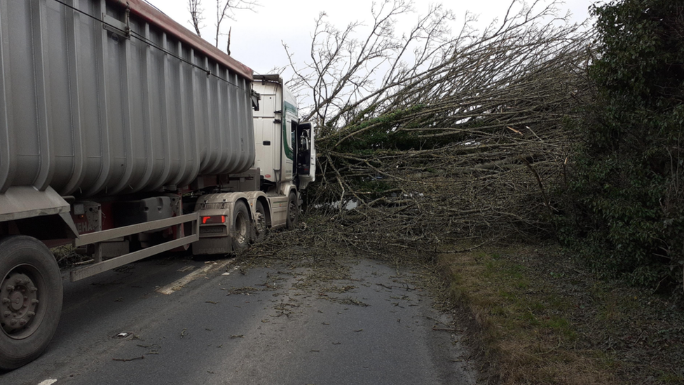 Fallen tree on lorry