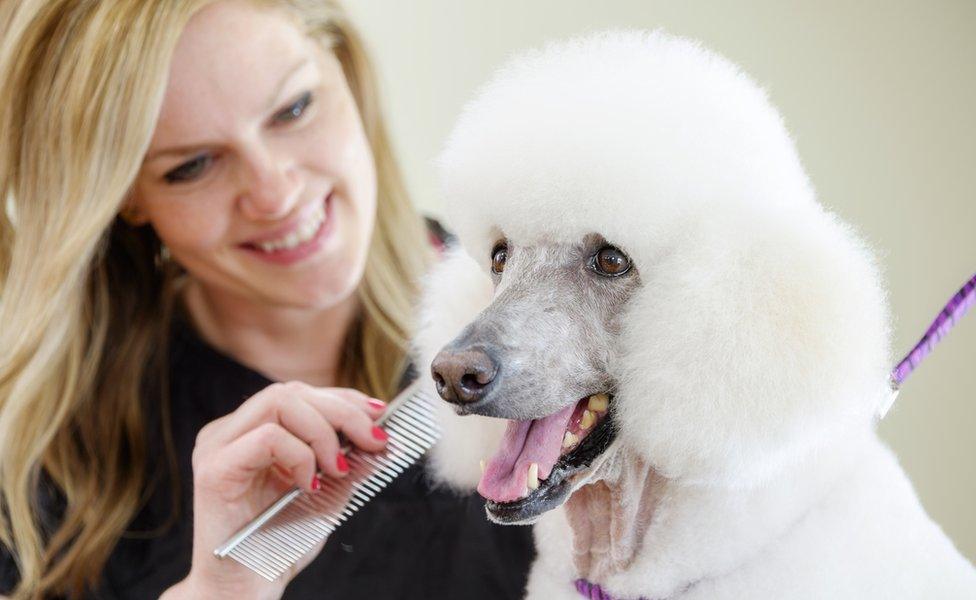 A professional dog groomer finishes the grooming on a large standard poodle