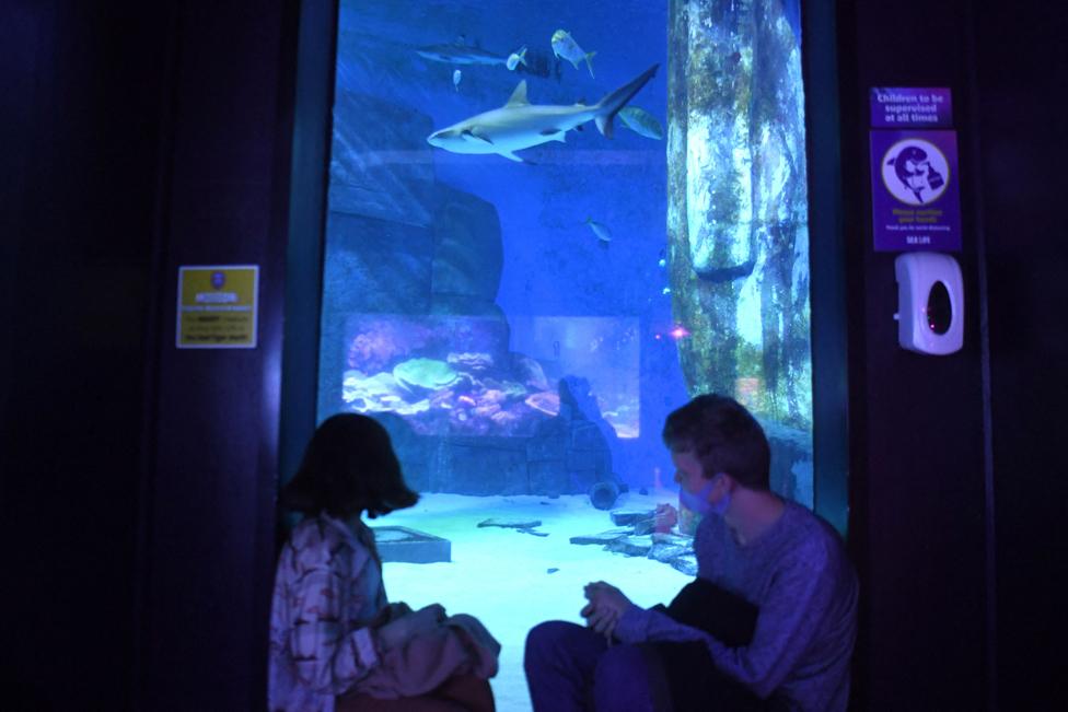 Members of the public watch sharks at the Sea Life London Aquarium in London on 17 May 2021 as Covid-19 lockdown restrictions ease.