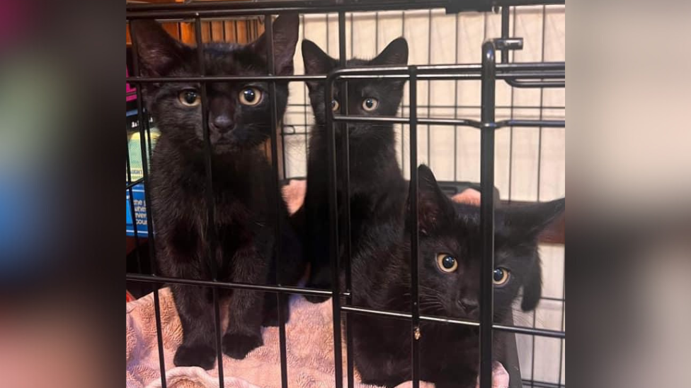 Three black kittens