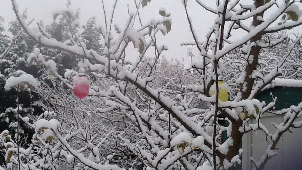 Snow on tree