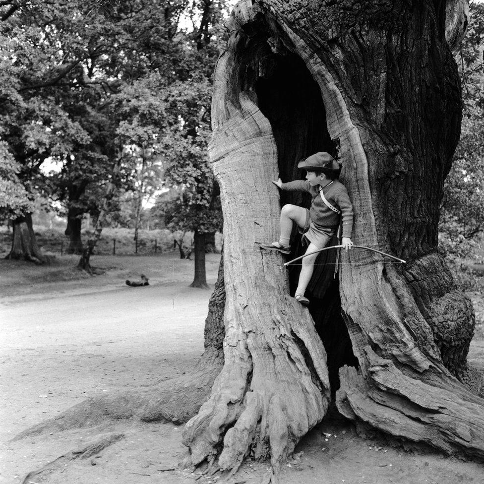 Circa 1955: A young boy dressed as Robin Hood climbing into the hollow on oak tree in Sherwood Forest