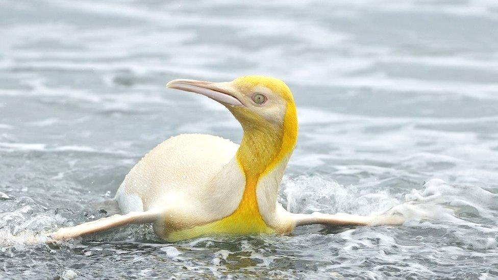 yellow penguin