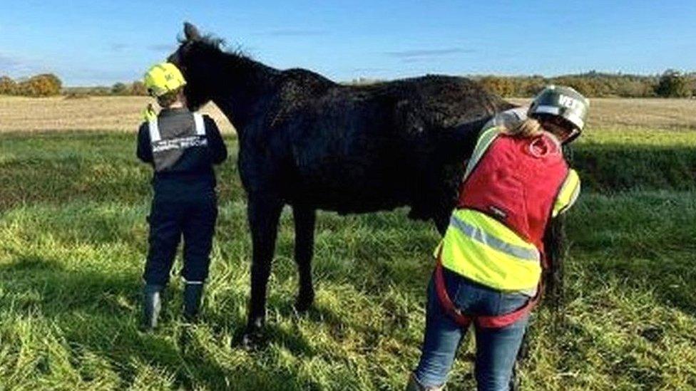 Totti the horse with rescuers after being taken out of the ditch