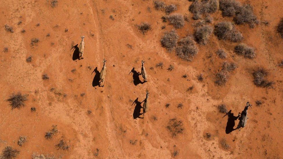 An aerial view of wildlife walking across a very dry patch of orange land, alongside a clump of bushes in South Africa